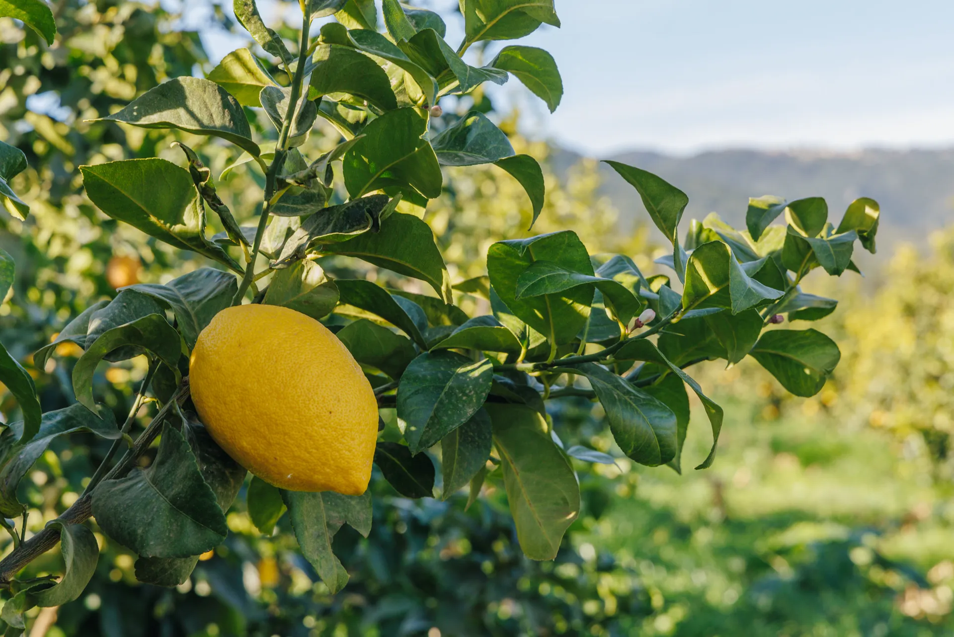 Vergers du domaine en plaine orientale corse
