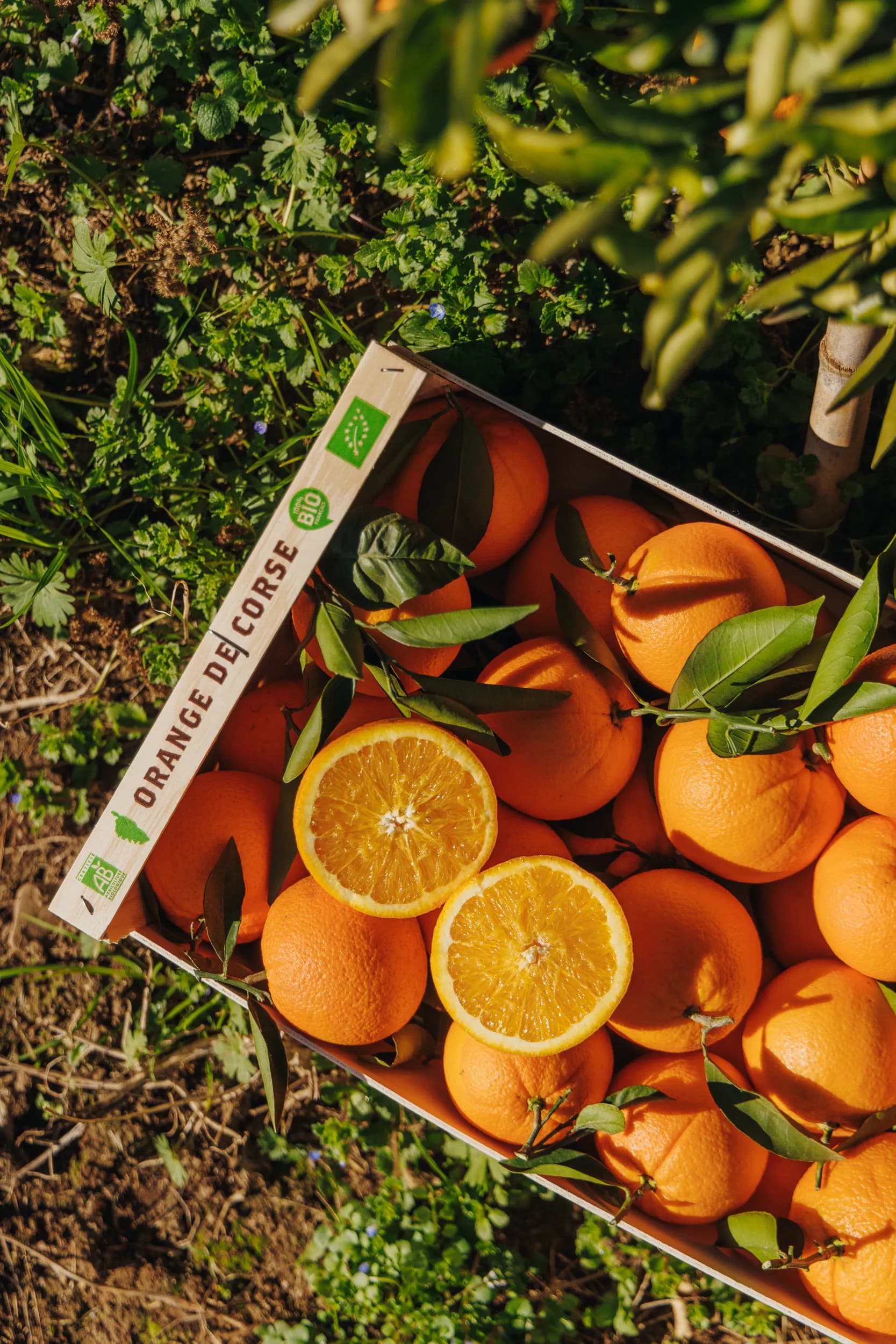 Cagette d'oranges bio de Corse