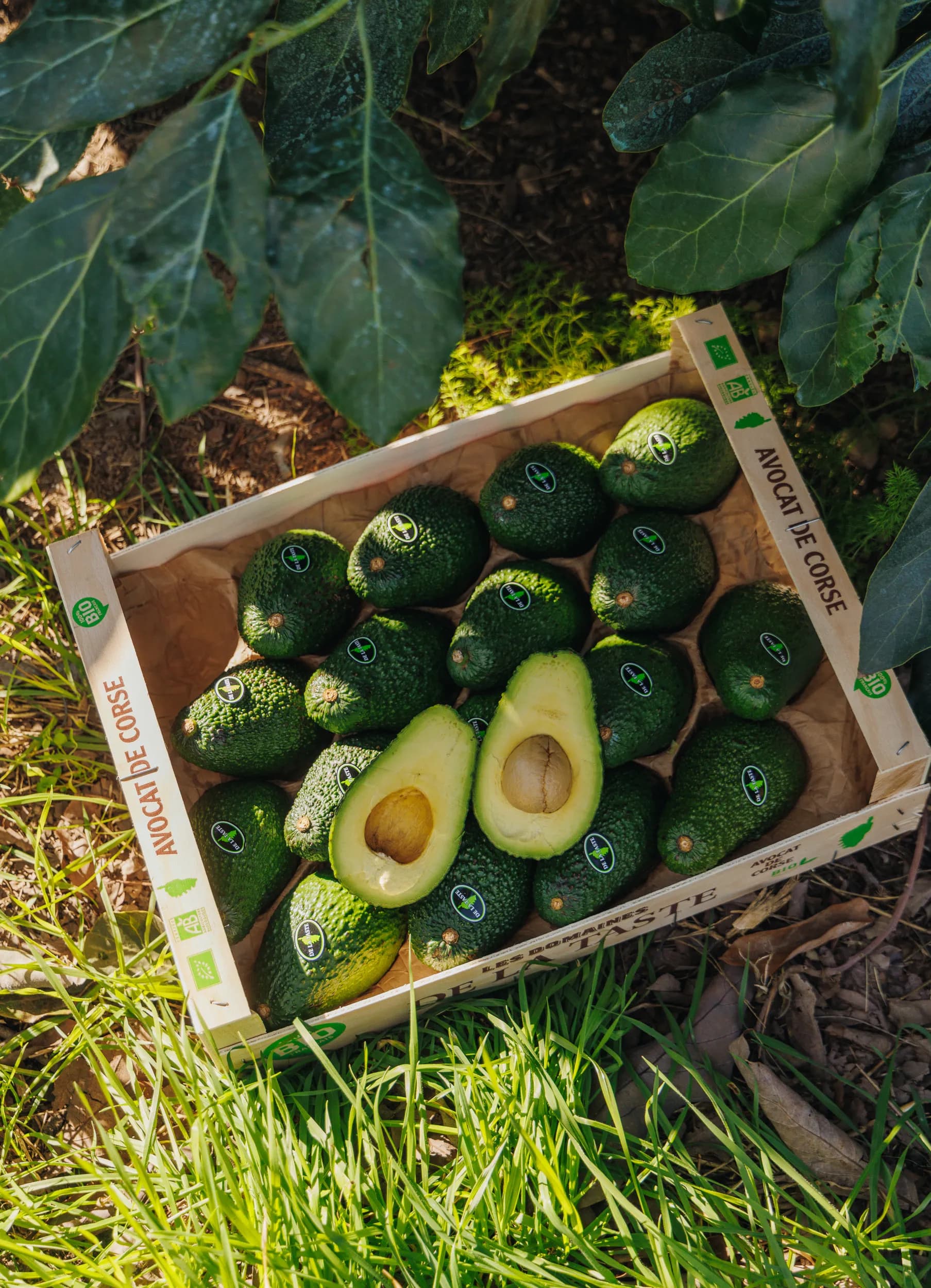 Cagette d'avocats bio de Corse