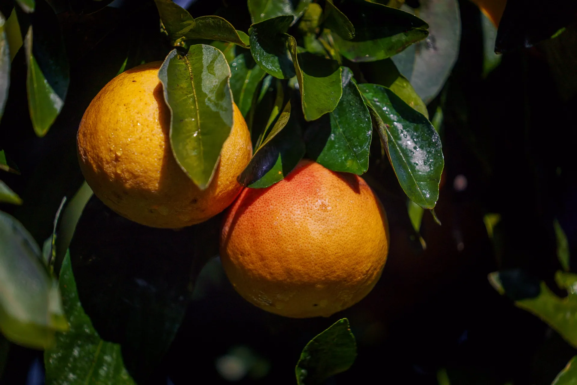 Agrumes mûrs sur l'arbre aux Domaines de la Taste