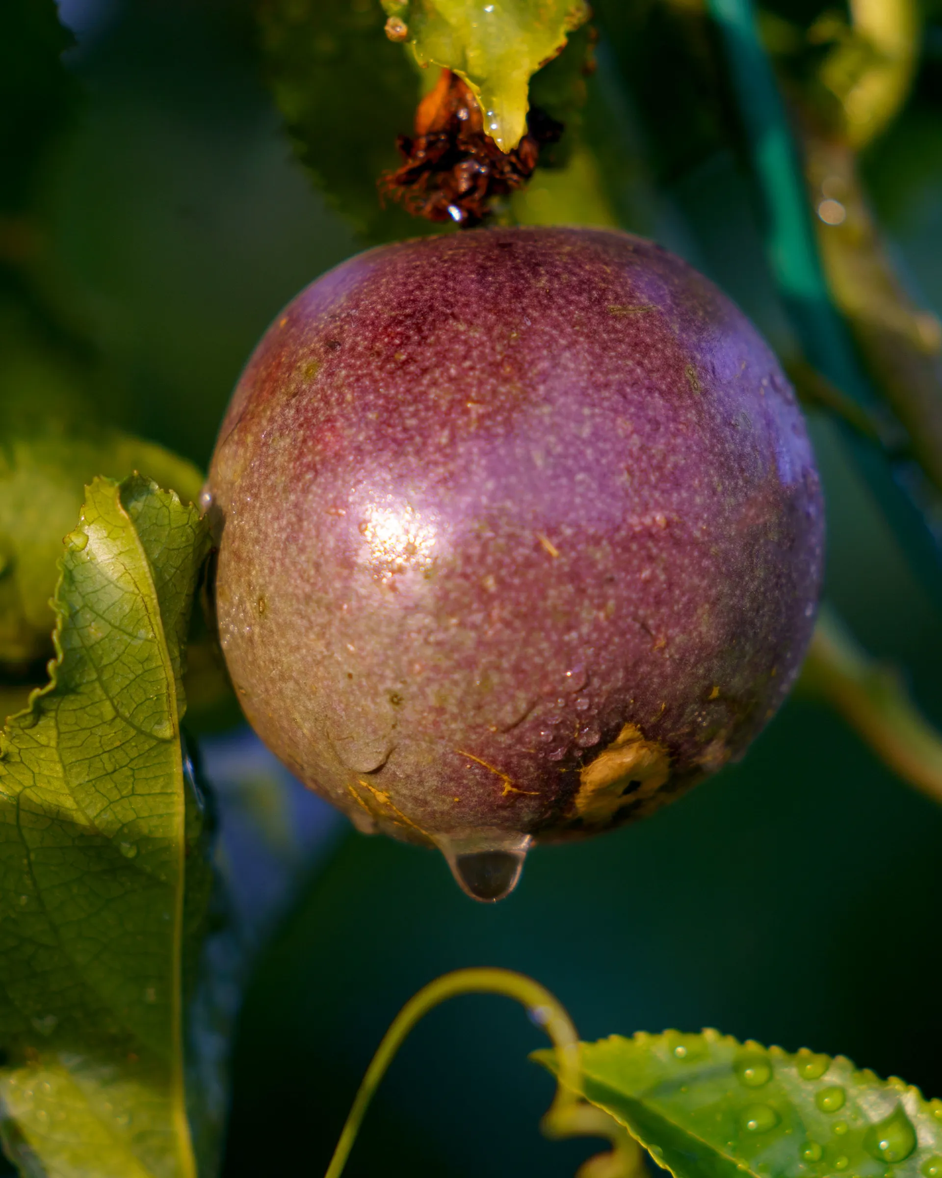 Fruit de la passion mûr sur la liane